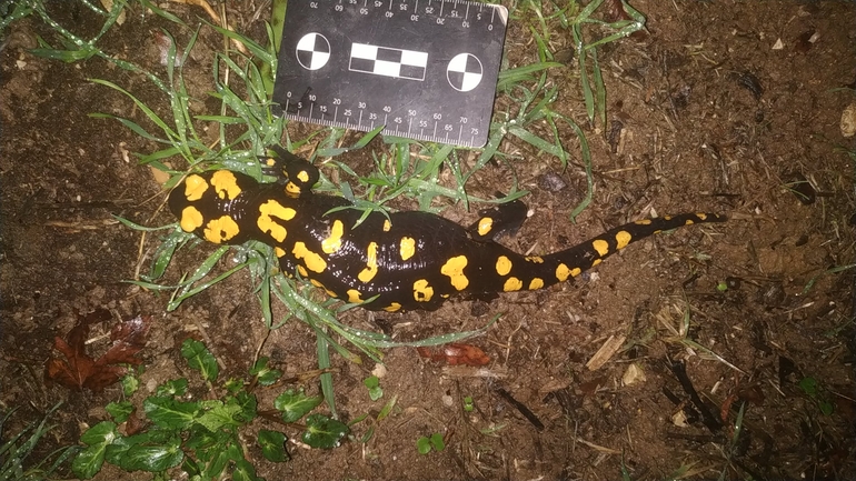 Salamandra infraimmaculata  photographed by עופר אבל 