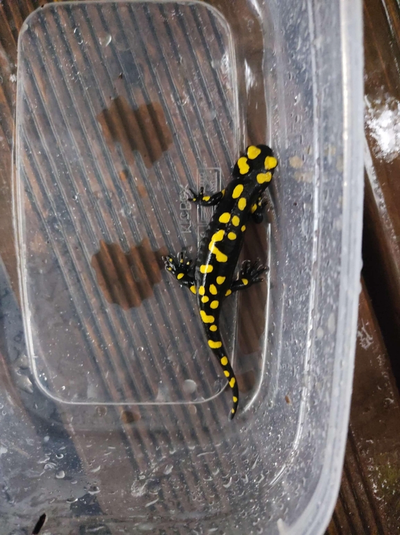 Salamandra infraimmaculata  photographed by רמדאן עיסא 