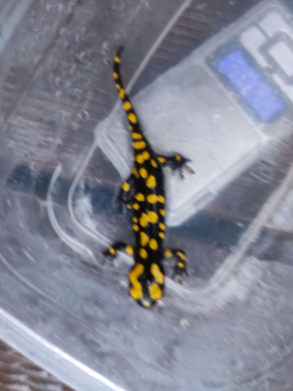 Salamandra infraimmaculata  photographed by רמדאן עיסא 