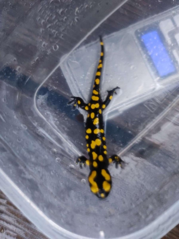 Salamandra infraimmaculata  photographed by רמדאן עיסא 