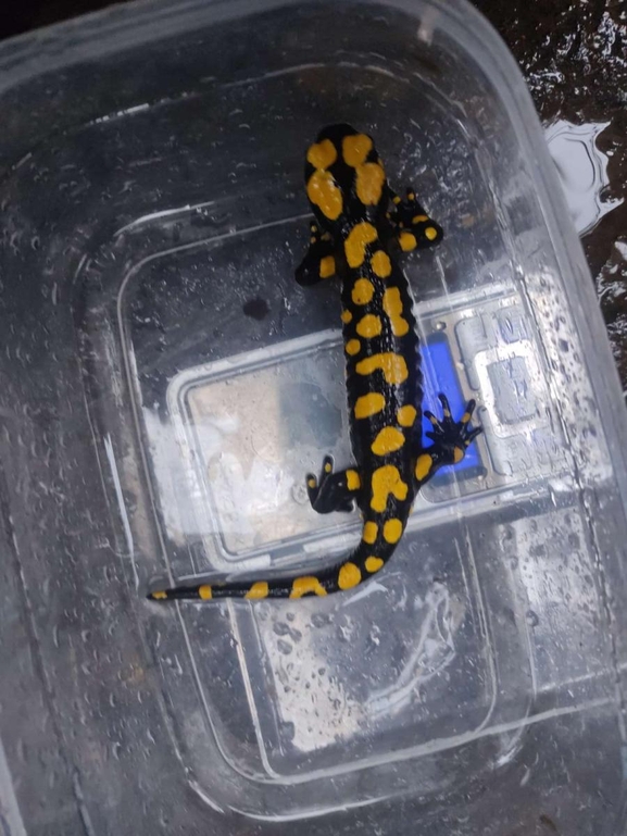 Salamandra infraimmaculata  photographed by רמדאן עיסא 