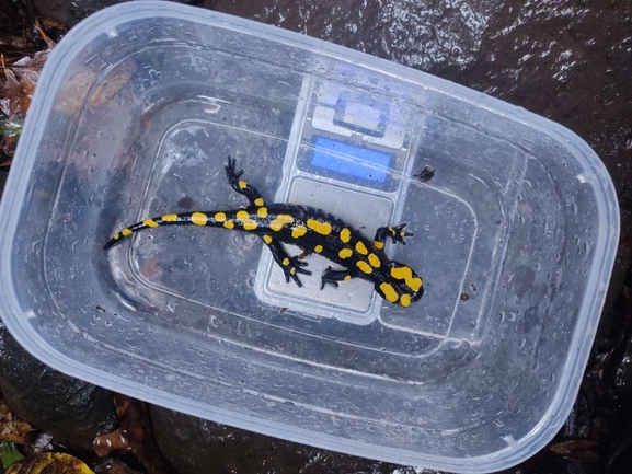 Salamandra infraimmaculata  photographed by רמדאן עיסא 