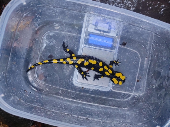 Salamandra infraimmaculata  photographed by רמדאן עיסא 