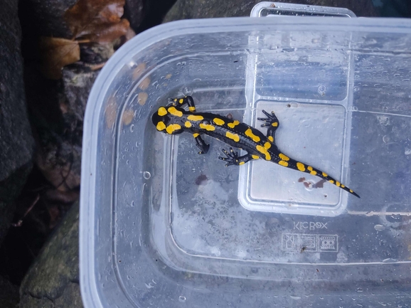 Salamandra infraimmaculata  photographed by רמדאן עיסא 