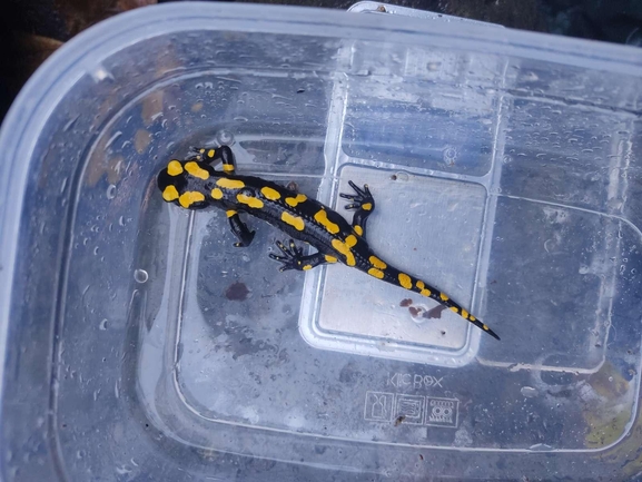 Salamandra infraimmaculata  photographed by רמדאן עיסא 