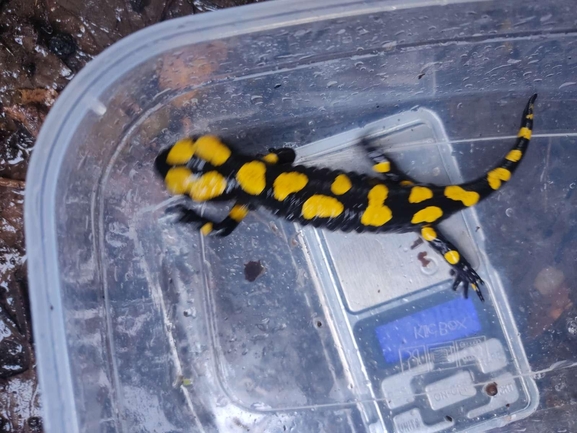 Salamandra infraimmaculata  photographed by רמדאן עיסא 