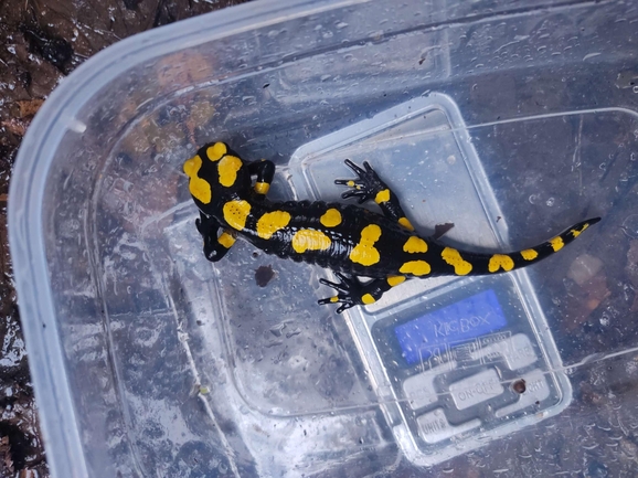 Salamandra infraimmaculata  photographed by רמדאן עיסא 