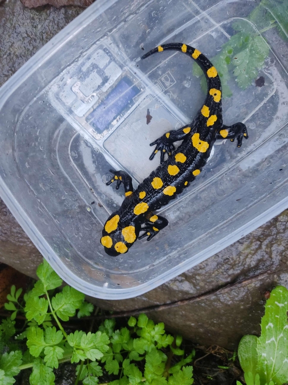 Salamandra infraimmaculata  photographed by רמדאן עיסא 