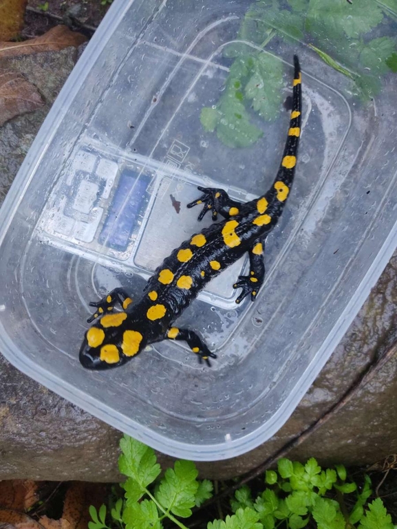 Salamandra infraimmaculata  photographed by רמדאן עיסא 