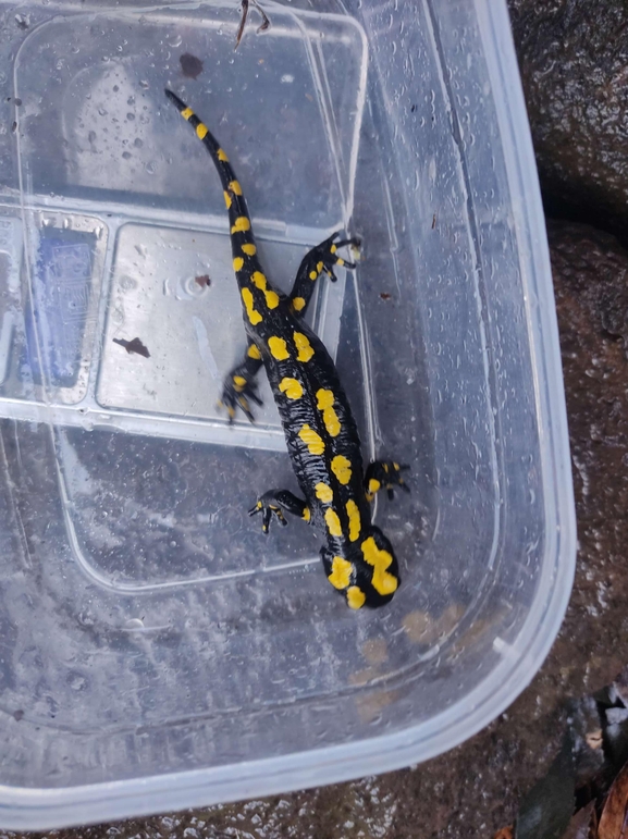 Salamandra infraimmaculata  photographed by רמדאן עיסא 