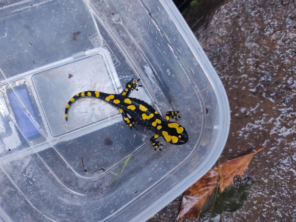 Salamandra infraimmaculata  photographed by רמדאן עיסא 