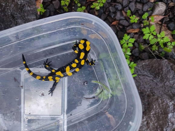 Salamandra infraimmaculata  photographed by רמדאן עיסא 