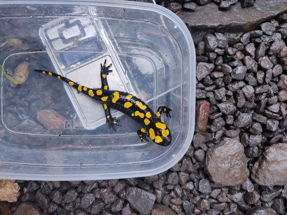 Salamandra infraimmaculata  photographed by רמדאן עיסא 