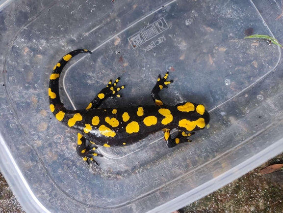 Salamandra infraimmaculata  photographed by רמדאן עיסא 