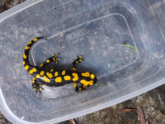 Salamandra infraimmaculata  photographed by רמדאן עיסא 