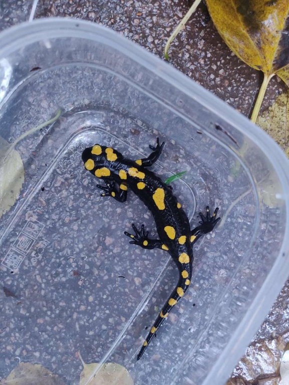 Salamandra infraimmaculata  photographed by רמדאן עיסא 