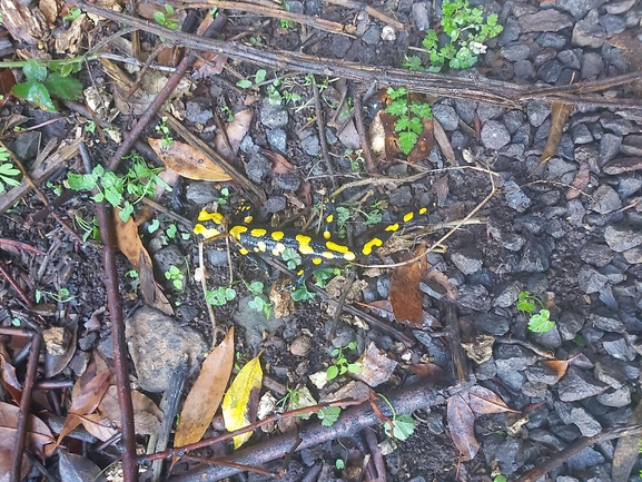 Salamandra infraimmaculata  photographed by צוות תל דן 