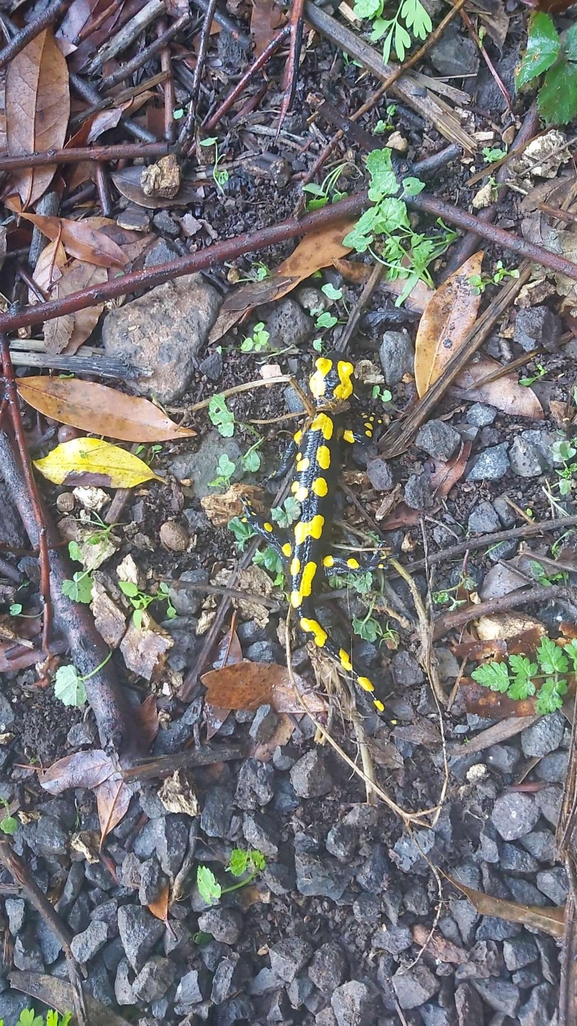 Salamandra infraimmaculata  photographed by צוות תל דן 