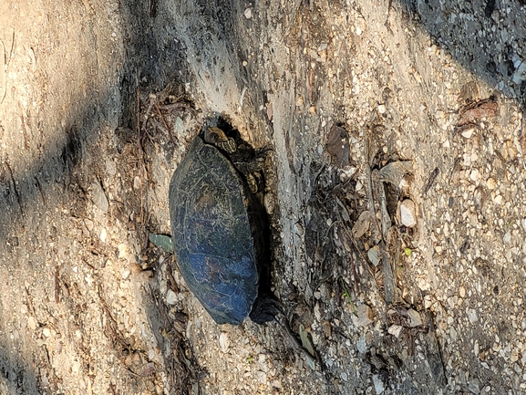 Mauremys caspica rivulata  photographed by יונתן סבלסקי 