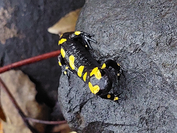 Salamandra infraimmaculata  photographed by צוות מפל הבניאס 