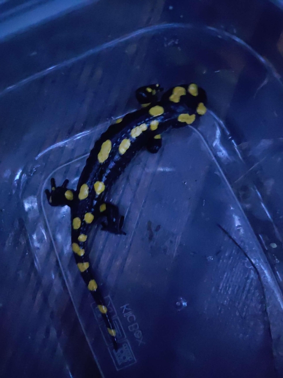 Salamandra infraimmaculata  photographed by רמדאן עיסא 