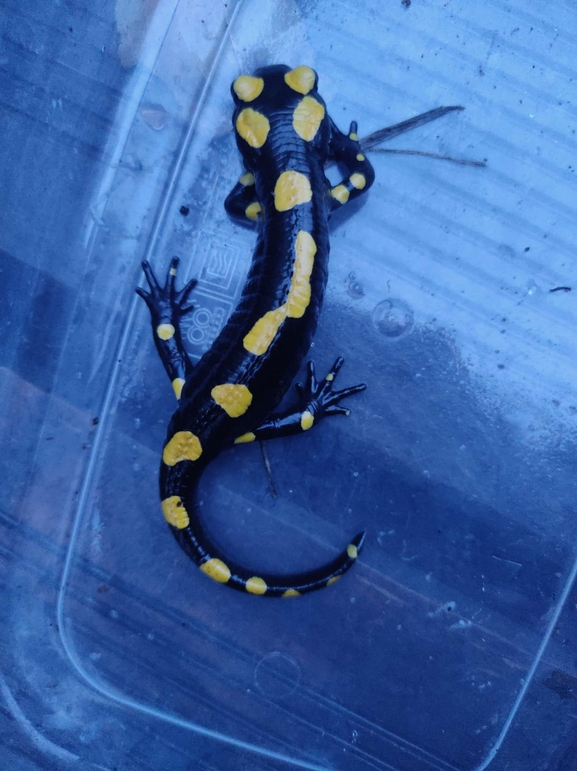 Salamandra infraimmaculata  photographed by רמדאן עיסא 