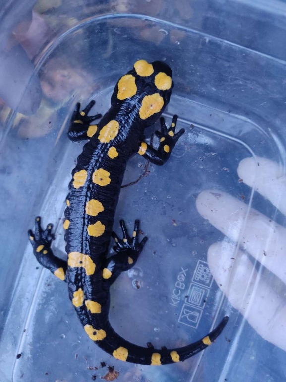 Salamandra infraimmaculata  photographed by רמדאן עיסא 