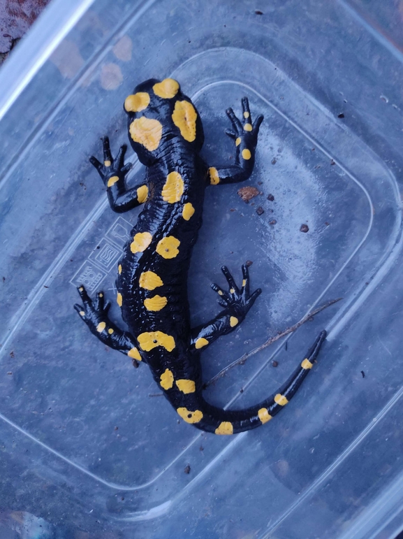 Salamandra infraimmaculata  photographed by רמדאן עיסא 