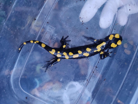 Salamandra infraimmaculata  photographed by רמדאן עיסא 