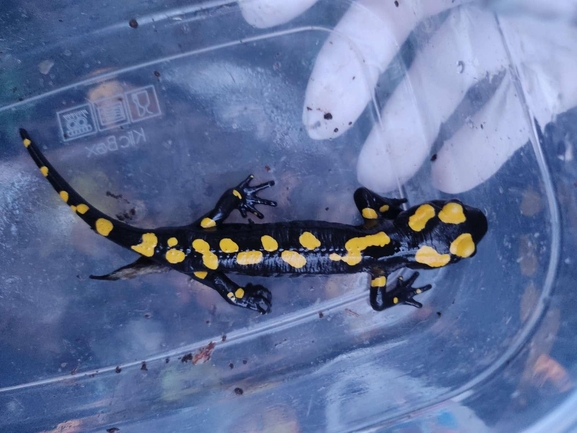 Salamandra infraimmaculata  photographed by רמדאן עיסא 