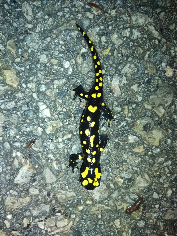 Salamandra infraimmaculata  photographed by רמדאן עיסא 