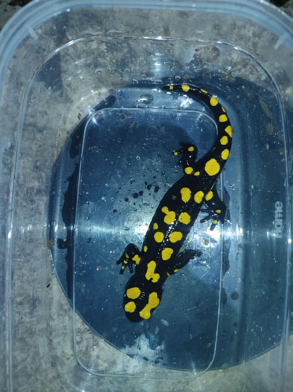 Salamandra infraimmaculata  photographed by רמדאן עיסא 