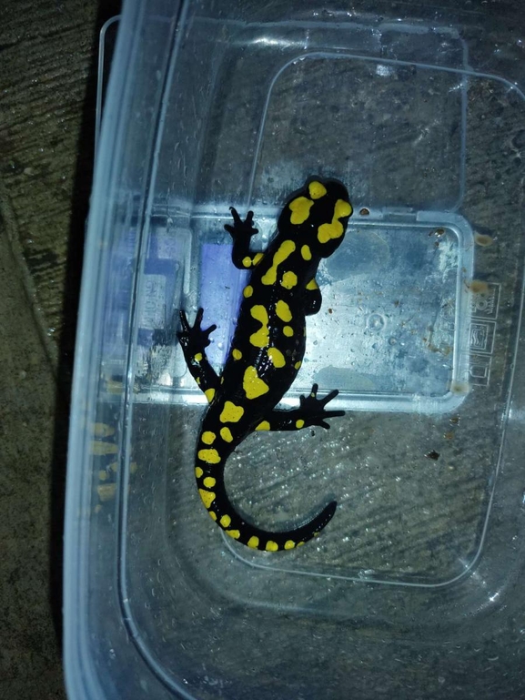 Salamandra infraimmaculata  photographed by רמדאן עיסא 