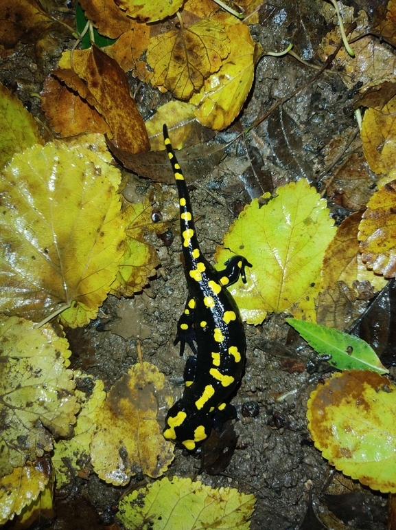 Salamandra infraimmaculata  photographed by רמדאן עיסא 