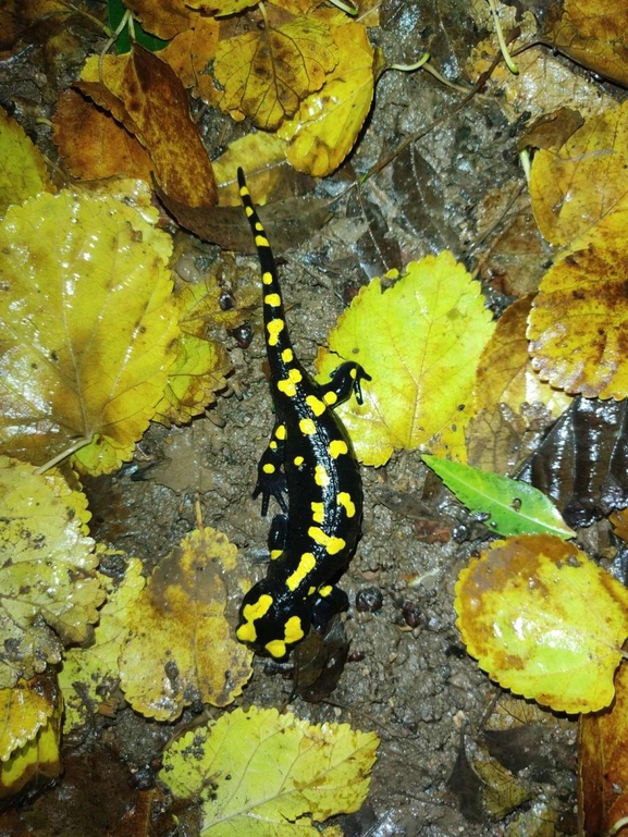 Salamandra infraimmaculata  photographed by רמדאן עיסא 