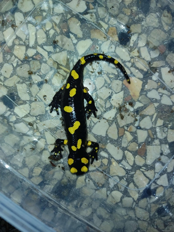 Salamandra infraimmaculata  photographed by רמדאן עיסא 