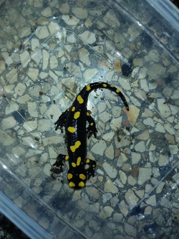 Salamandra infraimmaculata  photographed by רמדאן עיסא 