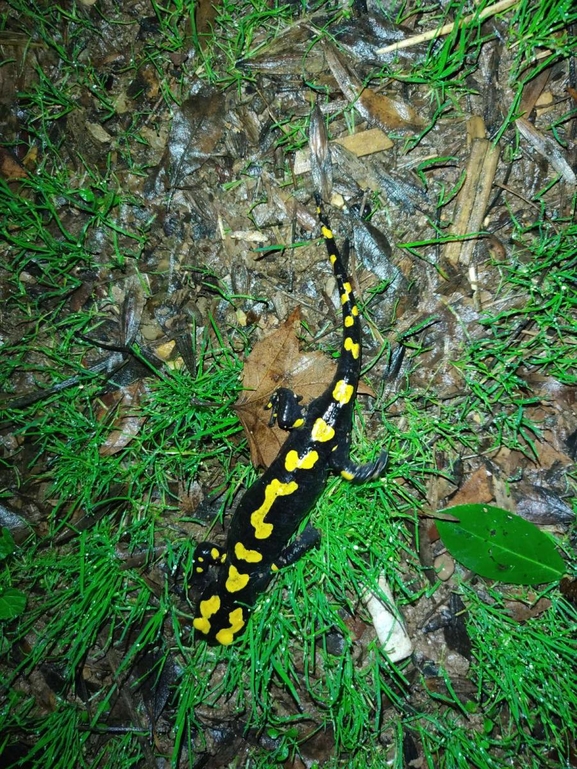 Salamandra infraimmaculata  photographed by רמדאן עיסא 