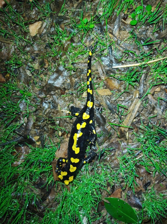 Salamandra infraimmaculata  photographed by רמדאן עיסא 