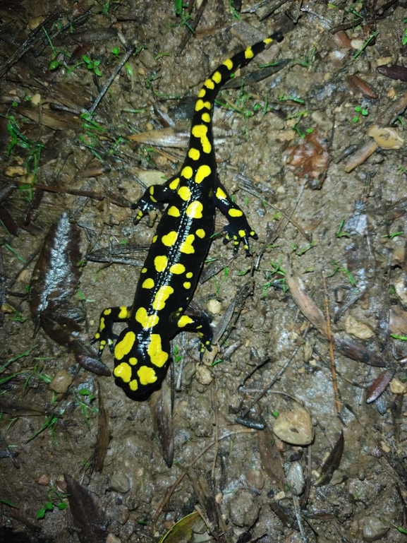 Salamandra infraimmaculata  photographed by רמדאן עיסא 