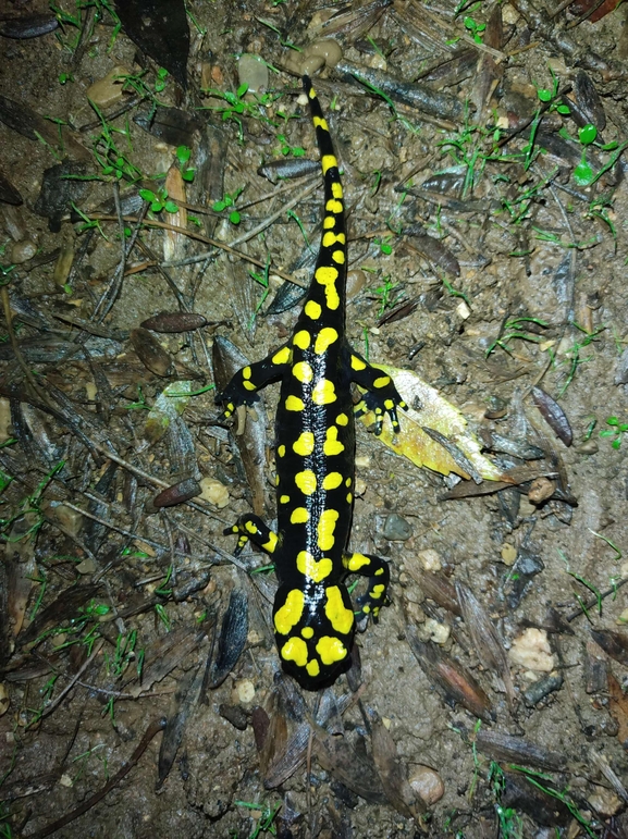 Salamandra infraimmaculata  photographed by רמדאן עיסא 