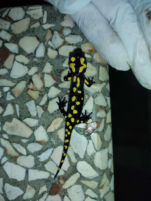 Salamandra infraimmaculata  photographed by רמדאן עיסא 