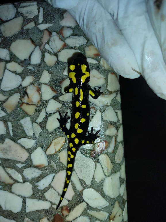 Salamandra infraimmaculata  photographed by רמדאן עיסא 