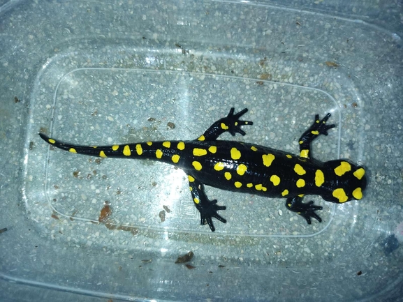 Salamandra infraimmaculata  photographed by רמדאן עיסא 