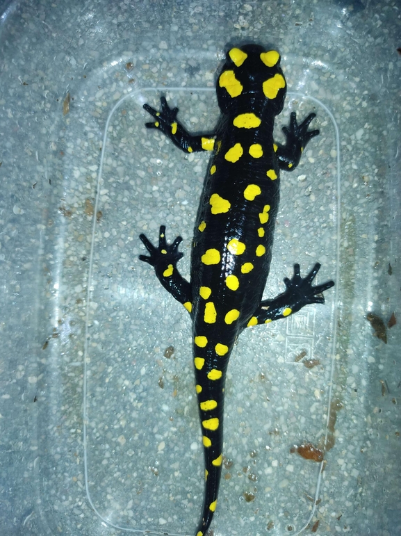 Salamandra infraimmaculata  photographed by רמדאן עיסא 