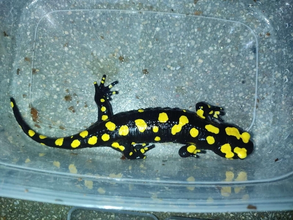 Salamandra infraimmaculata  photographed by רמדאן עיסא 