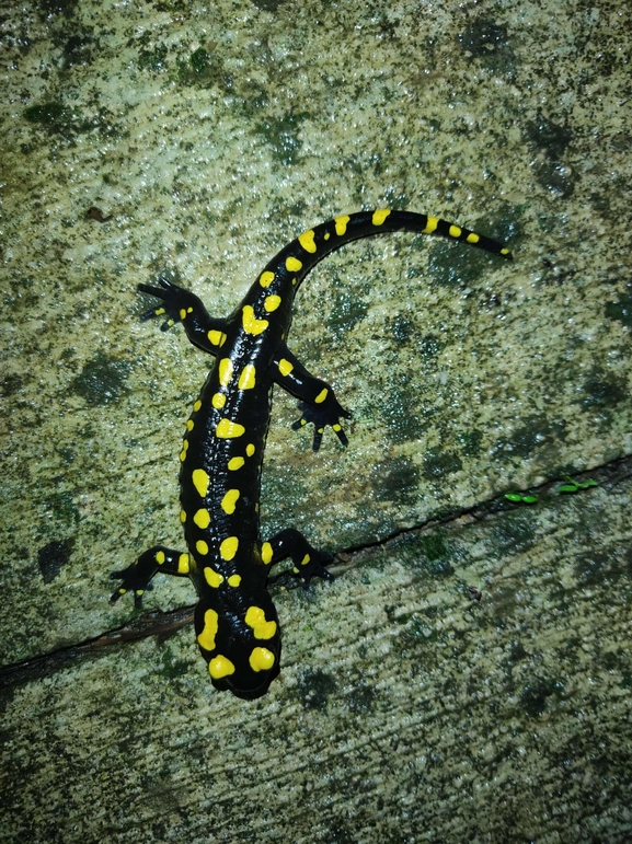 Salamandra infraimmaculata  photographed by רמדאן עיסא 