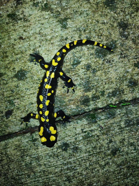 Salamandra infraimmaculata  photographed by רמדאן עיסא 