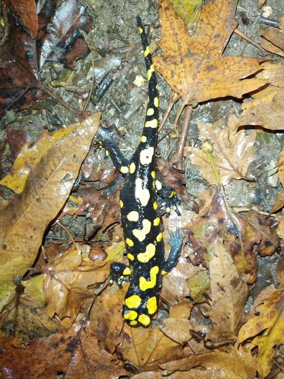 Salamandra infraimmaculata  photographed by רמדאן עיסא 