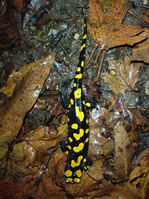 Salamandra infraimmaculata  photographed by רמדאן עיסא 